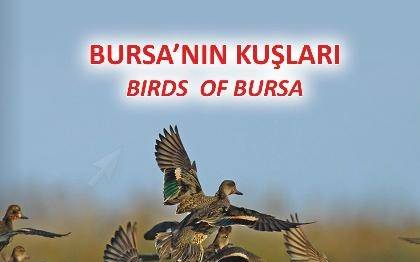 Bursa'nın Kuşları