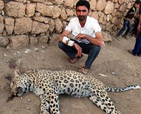 Leopar vuran çoban 'Şimdi kuş görsek yönümüzü değiştiriyoruz' dedi ama..