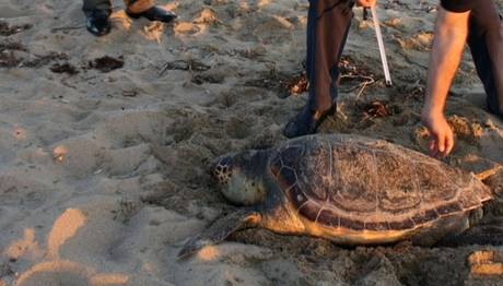 Ayvalık'ta caretta carettayı öldüren malzeme çok tanıdık