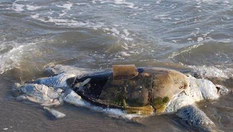 12 caretta ölüsü sahile vurdu