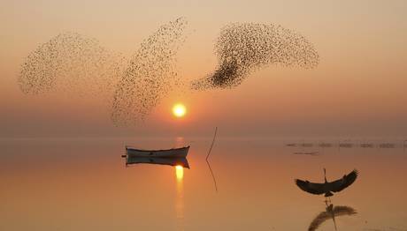 Kuş Fotoğrafçılığında Kompozisyon 