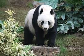 Panda Bakıcısı Olmak İster Misiniz?