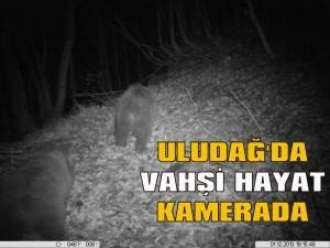 Uludağda vahşi hayat kamerada