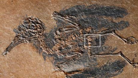 Bilinen En Eski Nektar Yiyici Kuş Fosili Keşfedildi!