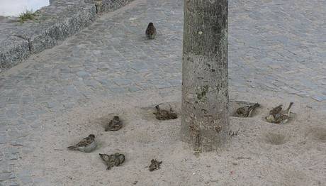 Hayvanlar neden kum banyosu yaparlar?