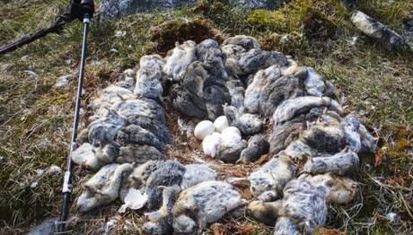 Kar baykuşları verimli senelerde yuvalarını ölü lemming sürüleri ile inşa ediyor 