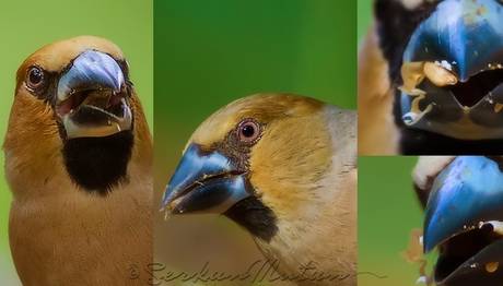 KOCABAŞ Hawfinch 