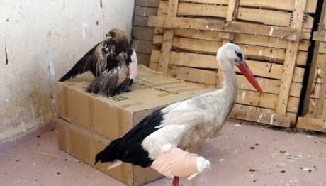 Yozgat Belediyesi Geçici Hayvan Barınağı Kuşlar ve Köpeklerin Yuvası Oldu