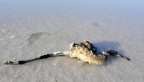 Rekor çekilmenin olduğu Tuz Gölü'nde flamingo ölümleri artıyor