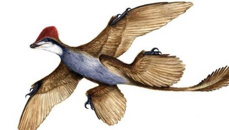Çin'de dört kanatlı dinozor bulundu