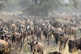 Doğu Afrika mahkemesi Serengeti otoyol inşaatını iptal etti