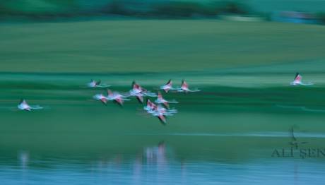 Flamingo Fotoğrafı Çekmek / Ali Şenel