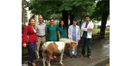 ÖTENAZİYİ KABUL ETMEYİP PONYYİ HAYATA DÖNDÜRDÜLER