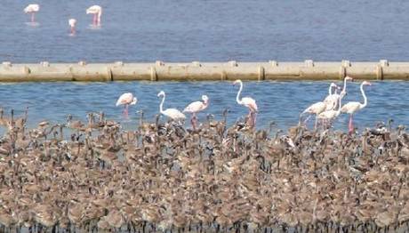  İzmir Kuş Cenneti'nden Güzel Haber