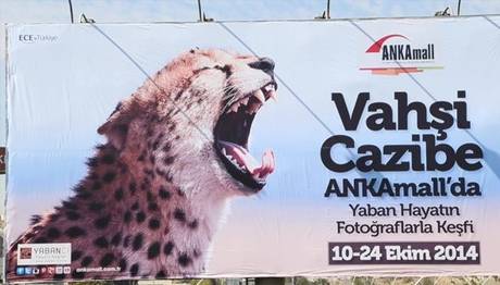 ''VAHŞİ CAZİBE'' Yaban Hayatını Keşfet