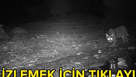 Isparta'da saz kedisi görüntülendi