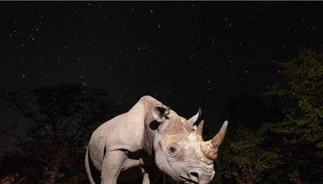 BBC Wildlife fotokapan yarışması sonuçları açıklandı.