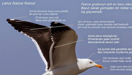 Fuscus Grubuna Bir Bakış