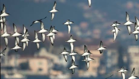 İstanbul'un Yelkovanları Birdguides'da