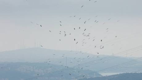 İçimizden Biri / Bosphorus Bird Migration - İstanbul