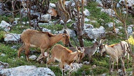Yaban hayatı bakanlık ihalesiyle yok edilecek
