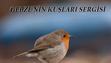 GEBZE'NİN KUŞLARI SERGİSİ