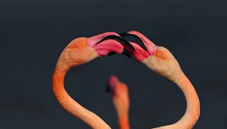 Flamingoların sadece tüyleri mi pembedir? 