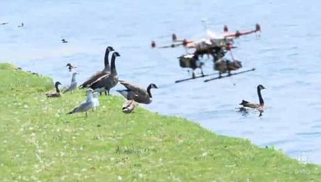 Drone Modelleri Kuş Araştırmalarında Kullanılacak