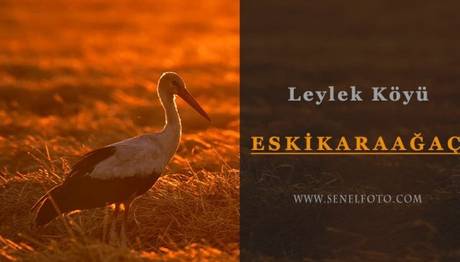 Avrupa Leylek Köyü Eskikaraağaç