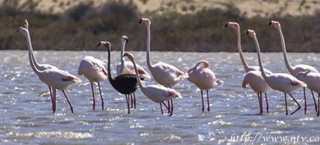 Siyah Flamingo Türkiye'de