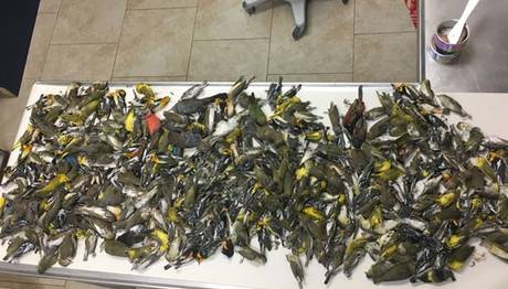 Aynı Yerde 400 Ölü Kuş Bulundu