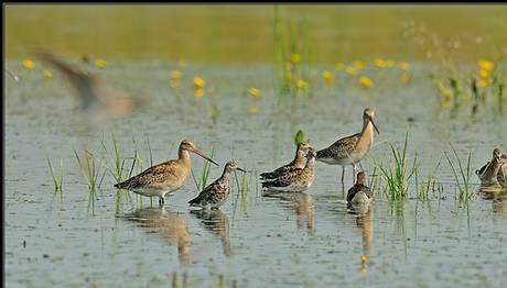 eBird Bilim: Göçmen Kuş Korumasında Öncelikler