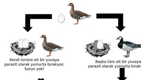 Yanlış türe nasıl aşık olunur?