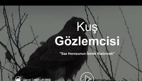 Saz Horozunun İzinde / Kızılırmak 