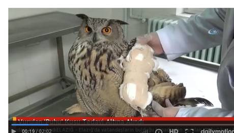 Vurulan Puhu Kuşu Tedavi Altına Alındı