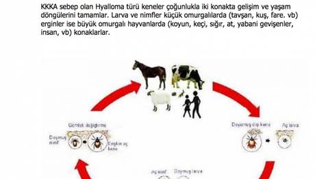 Örnek haber adı gelecek.