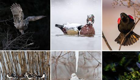2018 Audubon Fotoğraf Ödülleri 