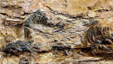 Güney Kore'de Dünyanın En Küçük Dinozor Ayak İzleri Bulundu