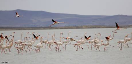 Seyfe Gölü'ne Flamingo Akını
