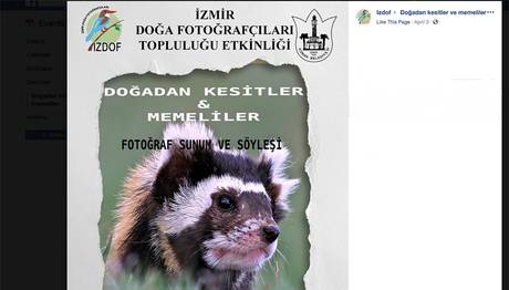 Doğadan Kesitler & Memeliler - Sergi