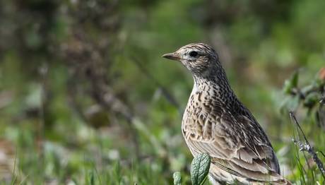 Kuzey Amerika'da 1970'den Beri Üç Milyar Kuş Yok Oldu