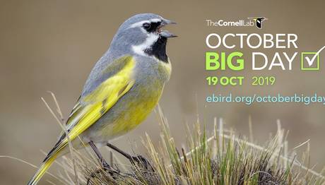 eBird `Büyük Gözlem Günü` Ekim 19