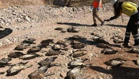 Siyanür Havuzundan Su İçen Kuşlar Ölüyor İddiası