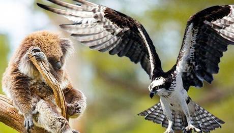 Kartalların Atalarının Koalaları Avladıkları Ortaya Çıktı