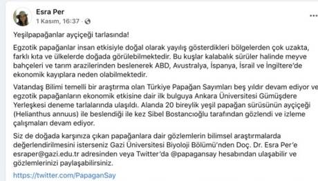Yeşil Papağanlar Ayçiçeği Tarlasında!