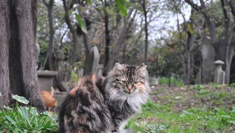Örnek haber adı gelecek.