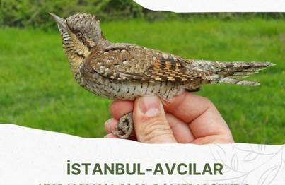 Örnek haber adı gelecek.