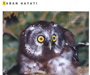 PAÇALI BAYKUŞ VE YUVALAR NG DERGİSİNDE
