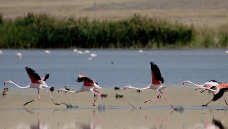 Van da 3. Flamingo Festivali...