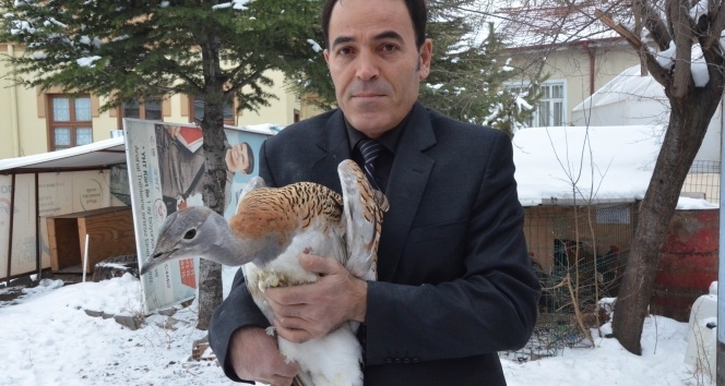 yarali-toy